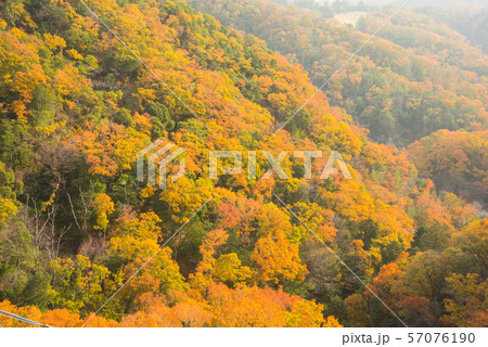 大阪府 ほしだ園地の紅葉 57076190