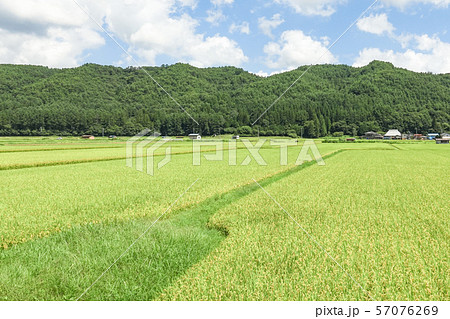 夏の農村風景 57076269