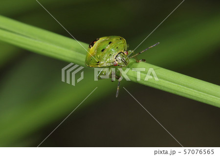 生き物 昆虫 チャバネアオカメムシ 幼虫です この後脱皮を経て成虫になり越冬しますの写真素材