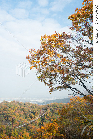 大阪府 ほしだ園地の紅葉 大阪府 ほしだ園地の紅葉 57076693