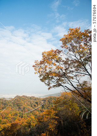 大阪府 ほしだ園地の紅葉 大阪府 ほしだ園地の紅葉 57076694