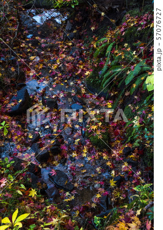 越畑ふるさと村の散紅葉 越畑ふるさと村の散紅葉 57076727