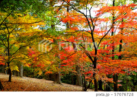 紅葉 紅葉 57076728