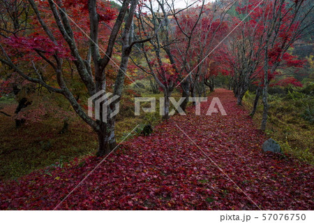 越畑ふるさと村の散紅葉 越畑ふるさと村の散紅葉 57076750