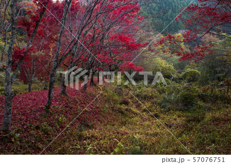 越畑ふるさと村の散紅葉 越畑ふるさと村の散紅葉 57076751