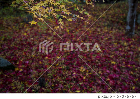 越畑ふるさと村の散紅葉 越畑ふるさと村の散紅葉 57076767