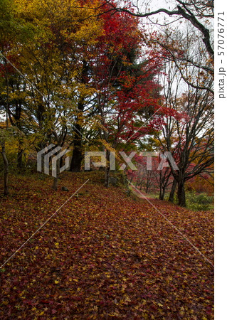 越畑ふるさと村の散紅葉 越畑ふるさと村の散紅葉 57076771