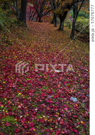 越畑ふるさと村の散紅葉 越畑ふるさと村の散紅葉 57076777