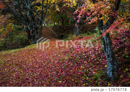 越畑ふるさと村の散紅葉 越畑ふるさと村の散紅葉 57076778