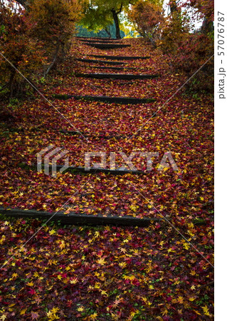 越畑ふるさと村の散紅葉 57076787