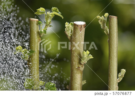 酔芙蓉　挿し木イメージ （ fix撮影 ） 57076877