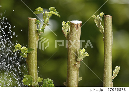 酔芙蓉 挿し木イメージ ( fix撮影 ) 酔芙蓉 挿し木イメージ ( fix撮影 ) 57076878