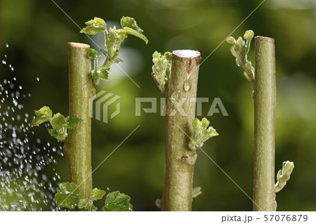 酔芙蓉 挿し木イメージ ( fix撮影 ) 酔芙蓉 挿し木イメージ ( fix撮影 ) 57076879