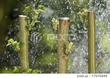 酔芙蓉 挿し木イメージ Fix撮影 の写真素材