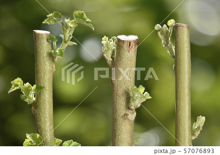 酔芙蓉 挿し木イメージ ( fix撮影 ) 酔芙蓉 挿し木イメージ ( fix撮影 ) 57076893
