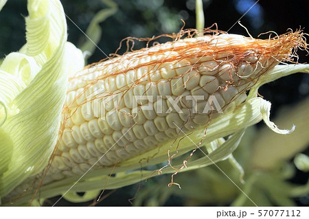 とうもろこし とうもろこし 57077112