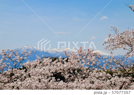 塩ノ崎大桜付近の桜 福島県 本宮市 の写真素材