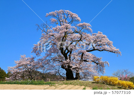 塩ノ崎大桜（福島県・本宮市） 57077310
