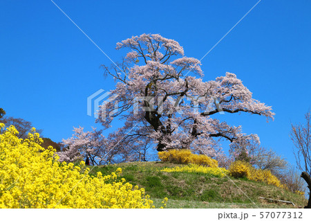 塩ノ崎大桜（福島県・本宮市） 57077312