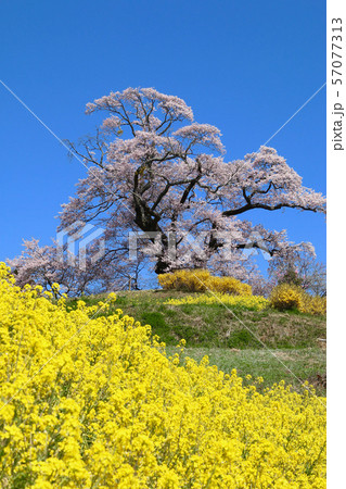 塩ノ崎大桜（福島県・本宮市） 57077313