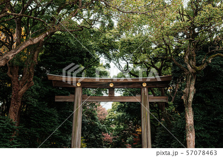 Wooden Torii gate of Meiji Jingu Shrine under big 57078463