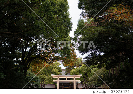 Wooden Torii gate of Meiji Jingu Shrine under big 57078474