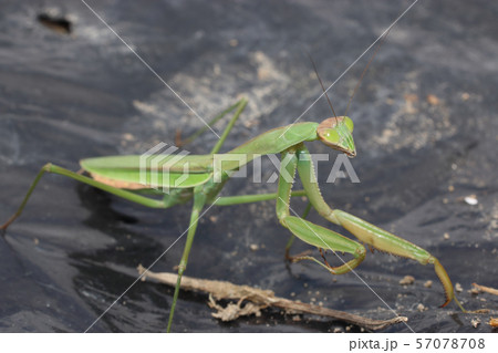 オオカマキリ オオカマキリ 57078708
