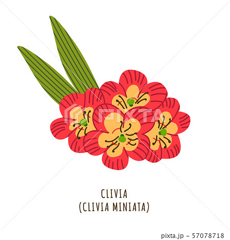 Clivia tropical flower 57078718