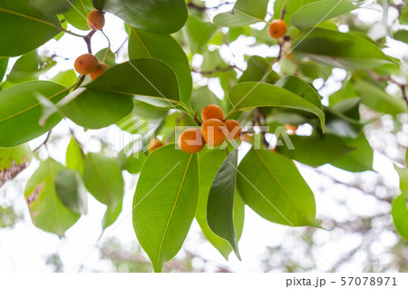 banyan friut seeds banyan friut seeds 57078971