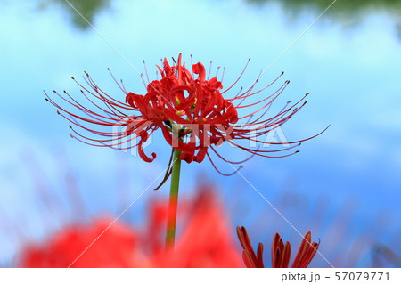 曼殊沙華・1（岐阜県本巣市：やすらぎの里） 57079771