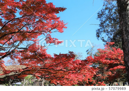 奈良公園の紅葉 57079989