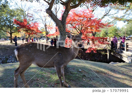 奈良公園の紅葉 57079991