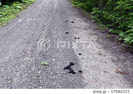 クマの糞 クマの糞 57080255