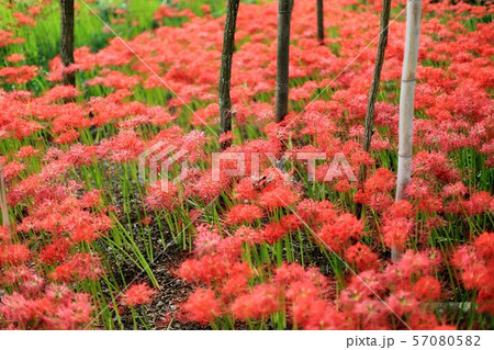 曼殊沙華・21(岐阜県本巣市:やすらぎの里) 曼殊沙華・21(岐阜県本巣市:やすらぎの里) 57080582