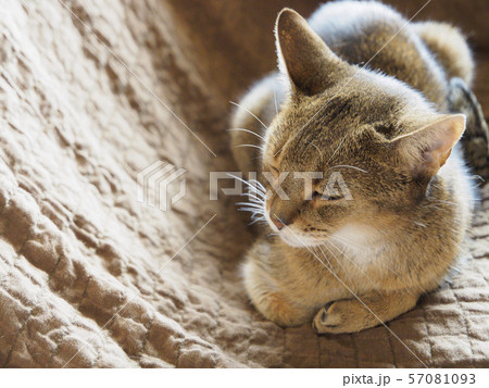 ソファーでくつろぐ飼い猫（アビシニアン・老猫） 57081093