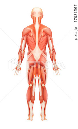 人体後ろ側全身筋肉のイラスト素材