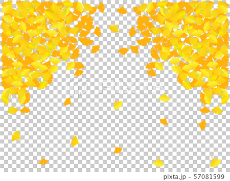 Ginkgo 30 57081599