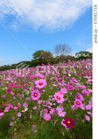 万博記念公園のコスモスの写真素材