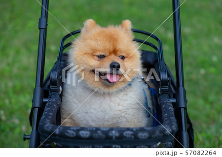 ペット写真　犬　愛犬 57082264