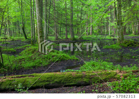 Springtime in wet stand of Bialowieza Forest 57082313