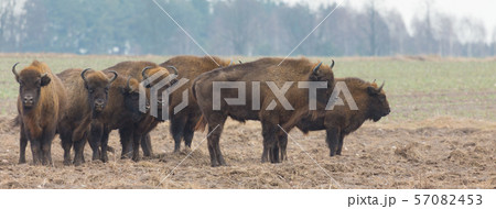 European Bison herd in snowless winter 57082453