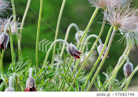高原のオキナグサ 高原のオキナグサ 57082746