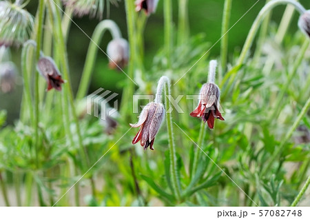 高原のオキナグサ 高原のオキナグサ 57082748