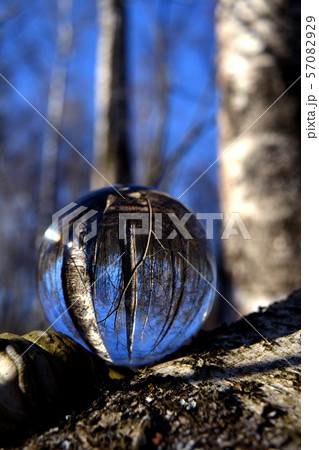 Transparent glass crystal ball in spring birch forest 57082929