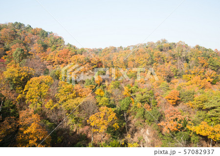 大阪府 ほしだ園地の紅葉 57082937