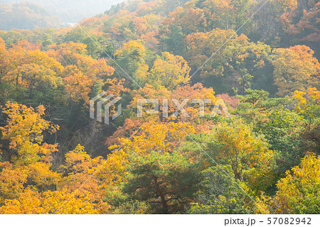 大阪府 ほしだ園地の紅葉 57082942
