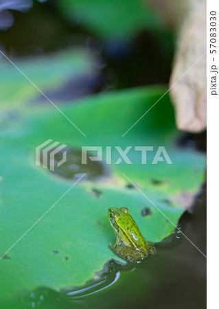 蓮の上のカエル 57083030