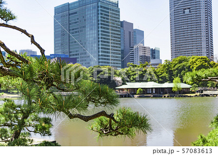 【浜離宮恩賜公園 染井吉野】 【浜離宮恩賜公園 染井吉野】 57083613