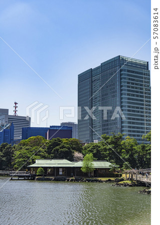 【浜離宮恩賜公園 染井吉野】 【浜離宮恩賜公園 染井吉野】 57083614