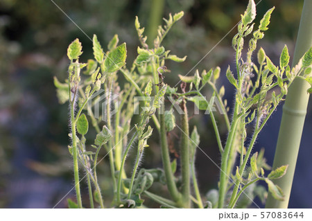 ウイルスに侵されたトマト 57083644